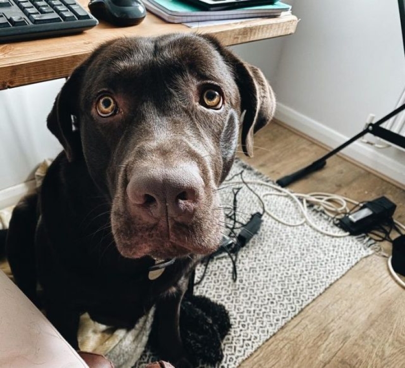 8 Reddit Users Revealed What Happens When They Work From Home