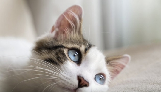 8 señales de que eres más inteligente que los demás