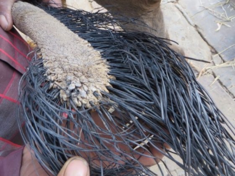 8 Things We've All Heard About But Never Seen