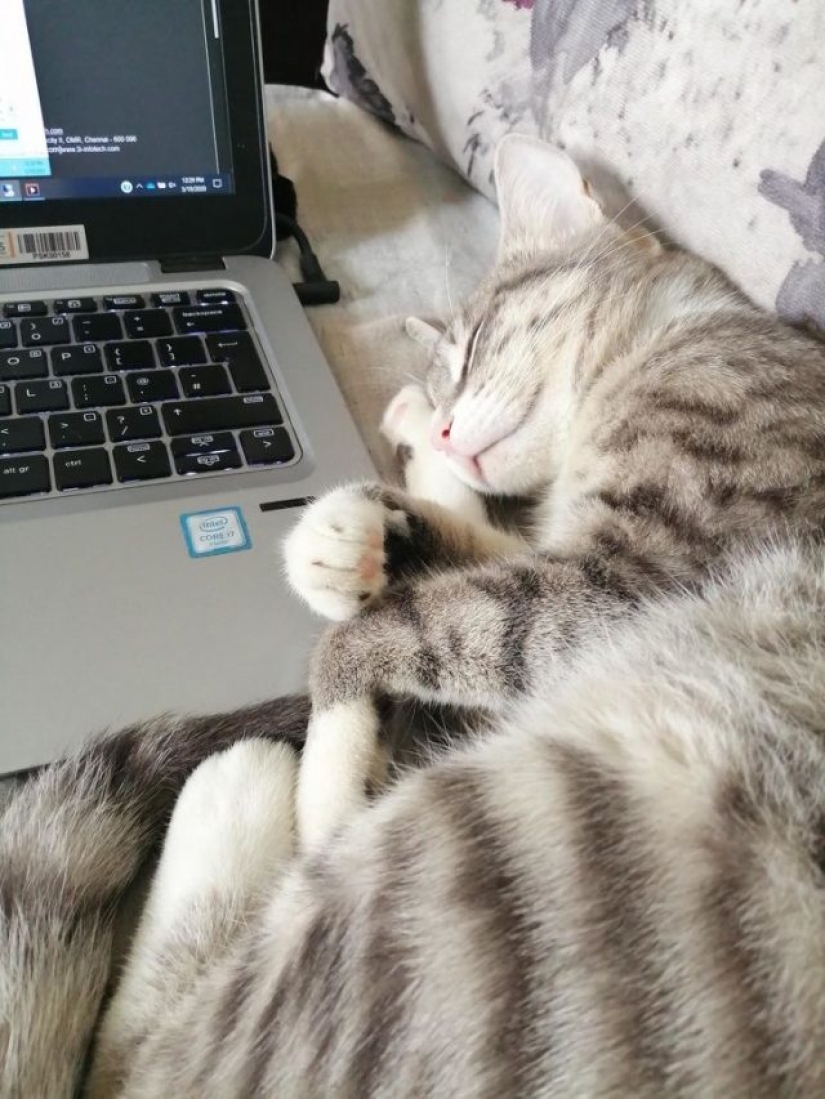 8 usuarios de Reddit revelaron lo que sucede cuando trabajan desde casa 8 usuarios de Reddit revelaron lo que sucede cuando trabajan desde casa