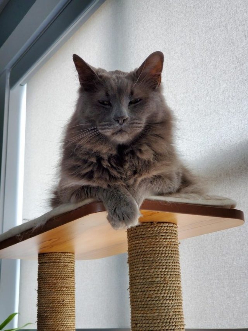 8 usuarios de Reddit revelaron lo que sucede cuando trabajan desde casa 8 usuarios de Reddit revelaron lo que sucede cuando trabajan desde casa