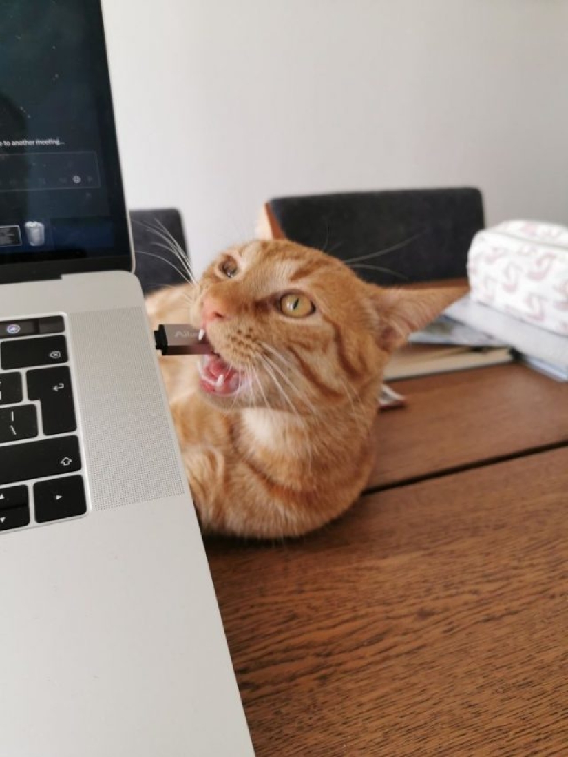 8 usuarios de Reddit revelaron lo que sucede cuando trabajan desde casa 8 usuarios de Reddit revelaron lo que sucede cuando trabajan desde casa