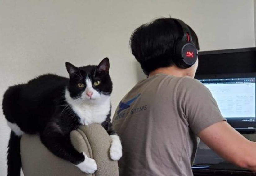 8 usuarios de Reddit revelaron lo que sucede cuando trabajan desde casa 8 usuarios de Reddit revelaron lo que sucede cuando trabajan desde casa