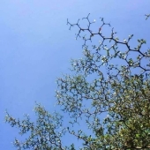 8 Visually Pleasing Examples of Geometric Symmetry in Nature