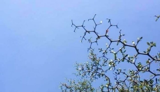 8 Visually Pleasing Examples of Geometric Symmetry in Nature 8 Visually Pleasing Examples of Geometric Symmetry in Nature