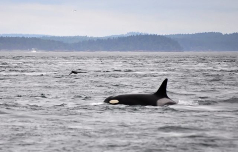 9 animales que han excedido su esperanza de vida y han vivido muchos años felices