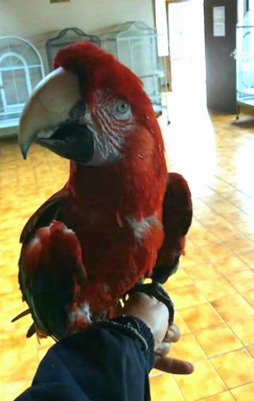 9 animales que han excedido su esperanza de vida y han vivido muchos años felices