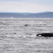 9 animals that have exceeded their lifespan and lived for many long, happy years