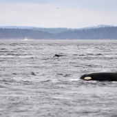 9 Animals Who Exceeded Their Lifespan And Lived Many Long Happy Years