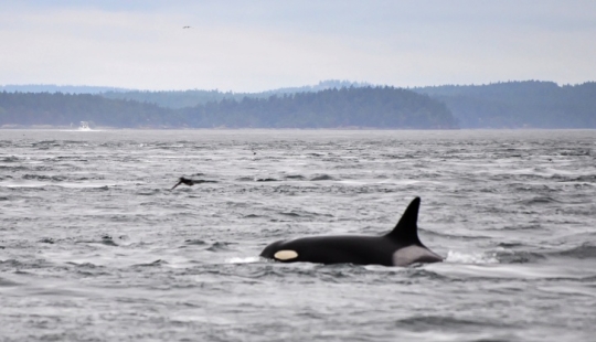 9 Animals Who Exceeded Their Lifespan And Lived Many Long Happy Years 9 Animals Who Exceeded Their Lifespan And Lived Many Long Happy Years