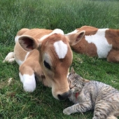 9 Cases When Friendship And Kindness Overcame All Barriers