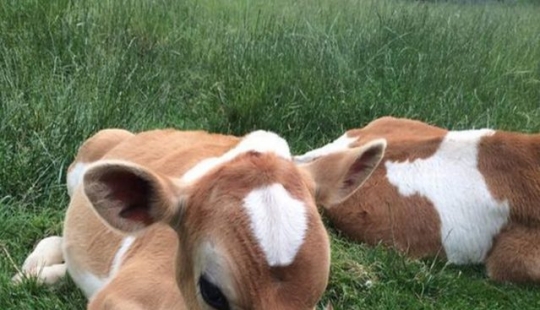 9 Cases When Friendship And Kindness Overcame All Barriers