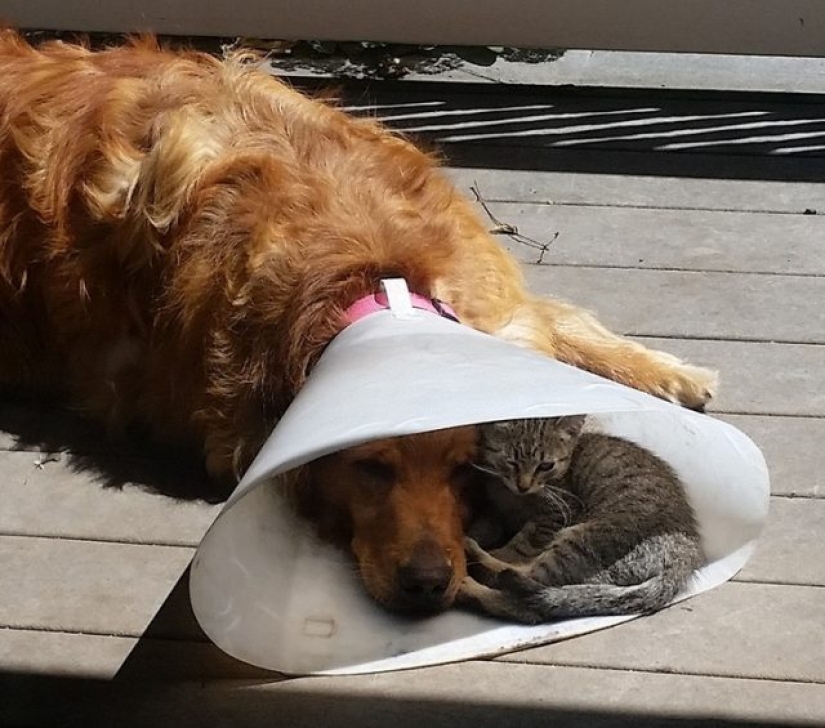 9 Cases When Friendship And Kindness Overcame All Barriers