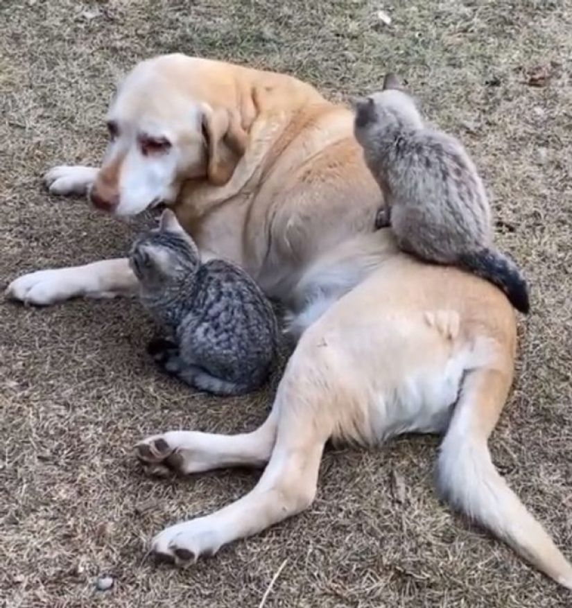 9 Cases When Friendship And Kindness Overcame All Barriers