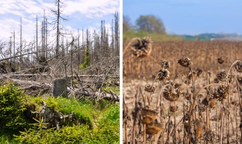 9 cosas que le sucederán a nuestro planeta si la selva amazónica se quema por completo