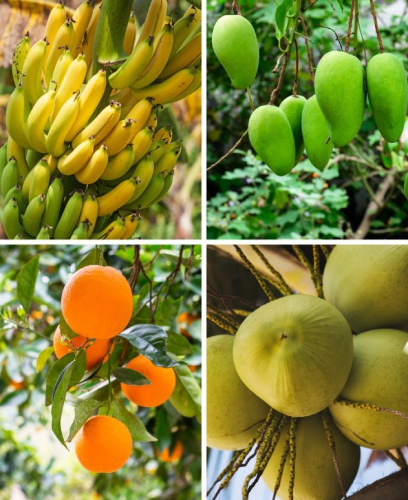 9 cosas que le sucederán a nuestro planeta si la selva amazónica se quema por completo