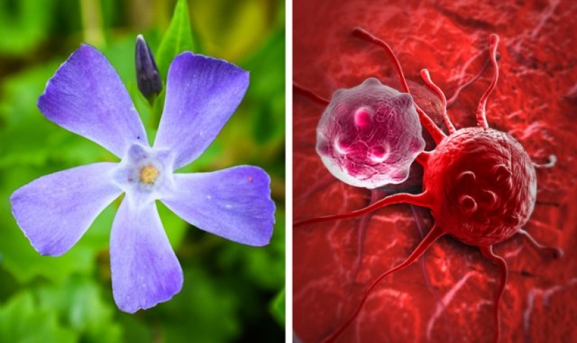 9 cosas que le sucederán a nuestro planeta si la selva amazónica se quema por completo