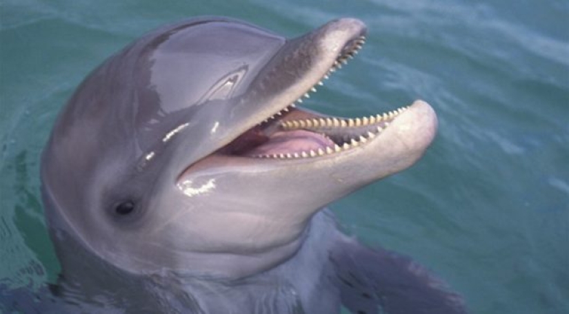 9 Crazy Things Used As Currency Around The World 9 Crazy Things Used As Currency Around The World