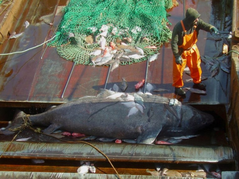 9 datos interesantes sobre los tiburones