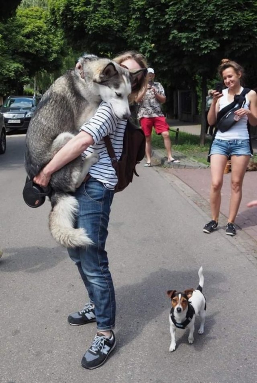 9 dog reactions that will make you howl with laughter 9 dog reactions that will make you howl with laughter