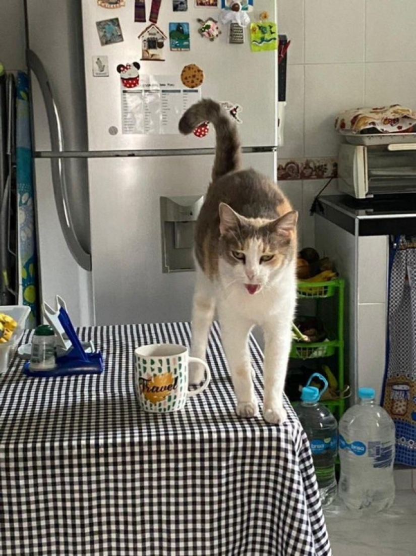 9 fotos que son más divertidas que una broma