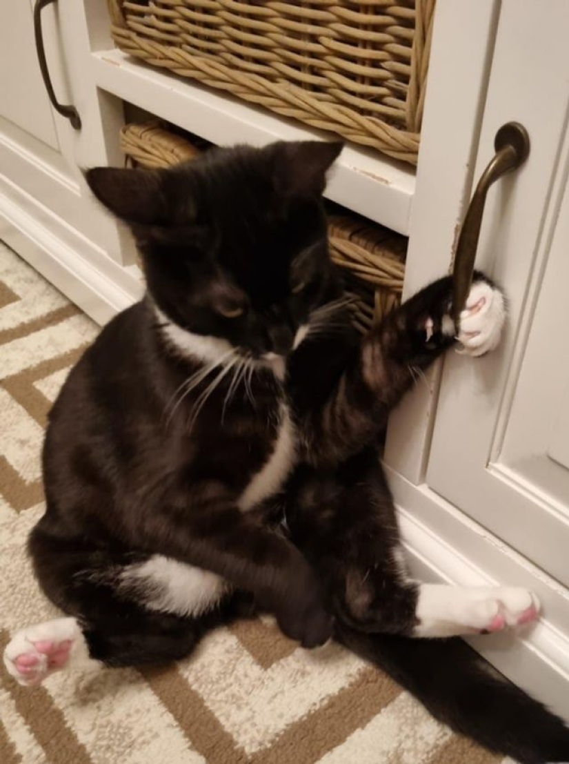 9 fotos que son más divertidas que una broma