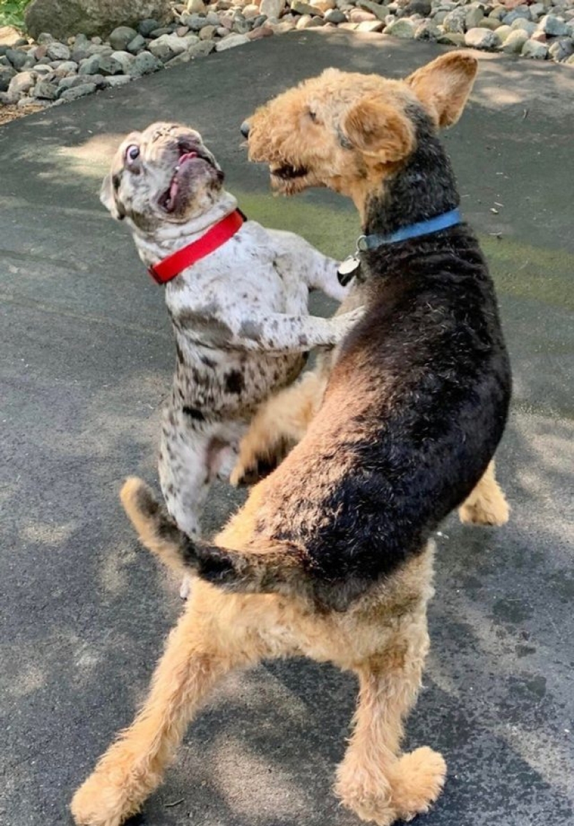 9 fotos que son más divertidas que una broma