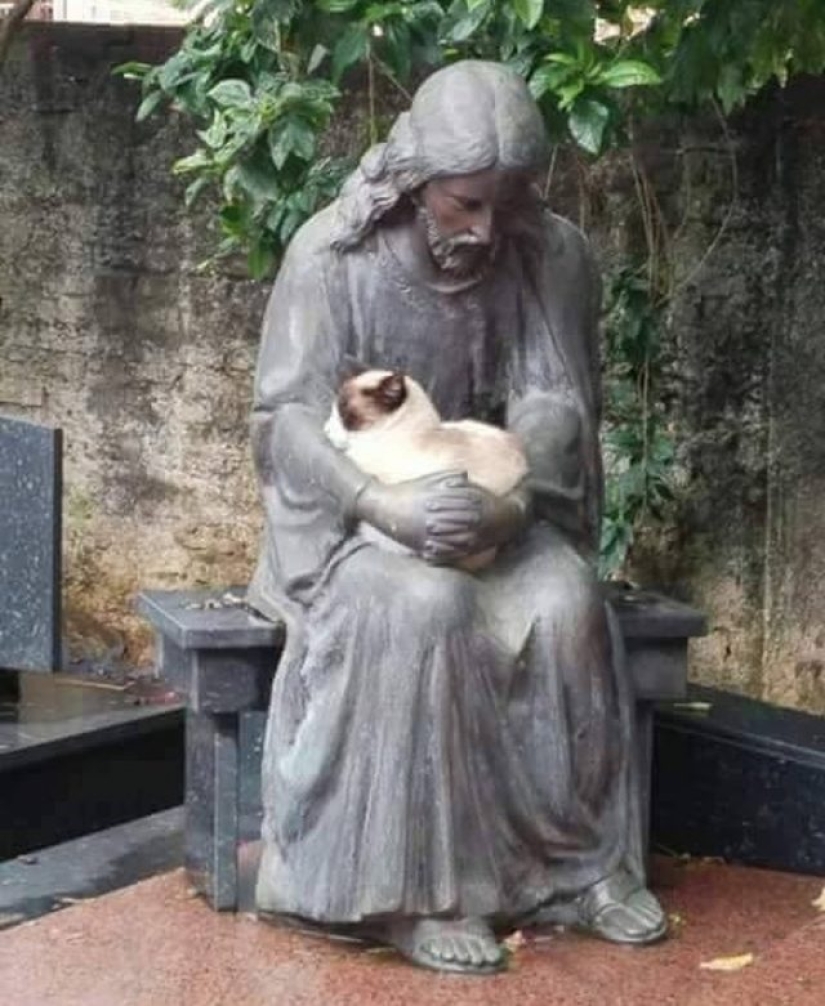 9 gatos relajados que se sentirán como en casa en cualquier lugar 9 gatos relajados que se sentirán como en casa en cualquier lugar