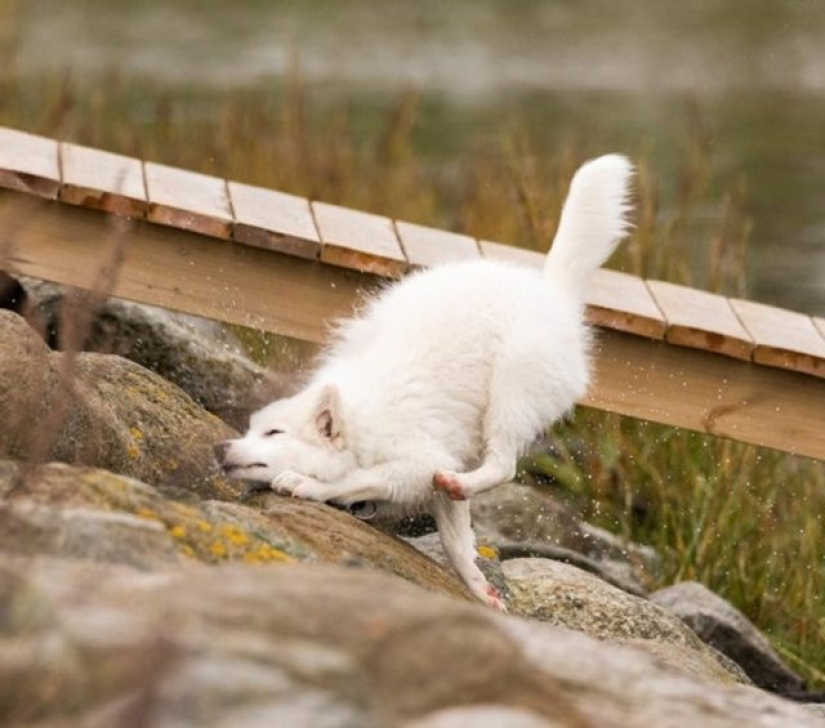 9 imágenes que son más divertidas que una broma