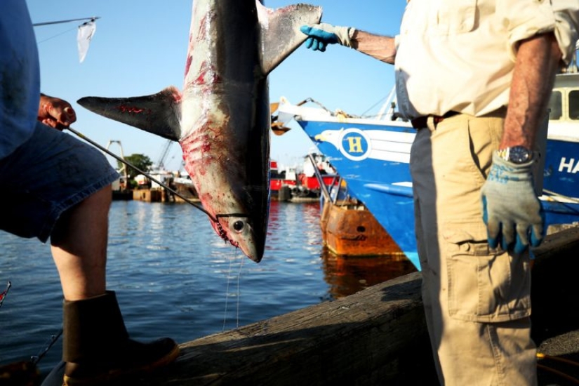 9 interesting facts about sharks