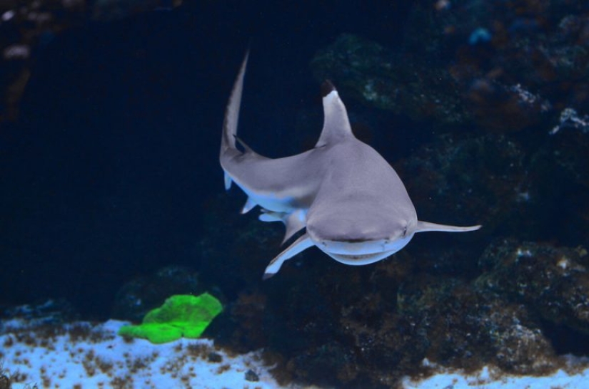 9 interesting facts about sharks