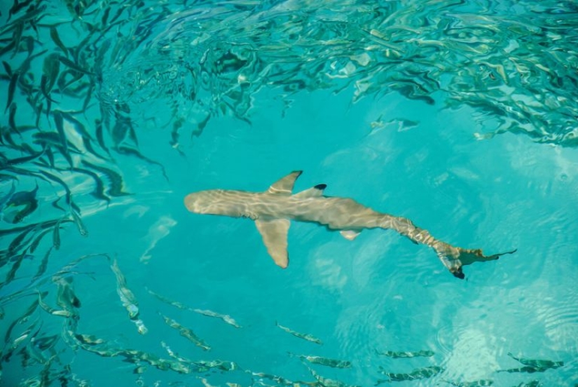 9 interesting facts about sharks