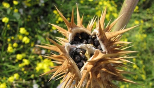 9 most dangerous plants in the world