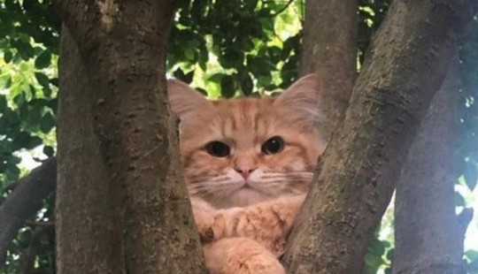 9 Photos of Cats That Prove We'll Never Understand Them