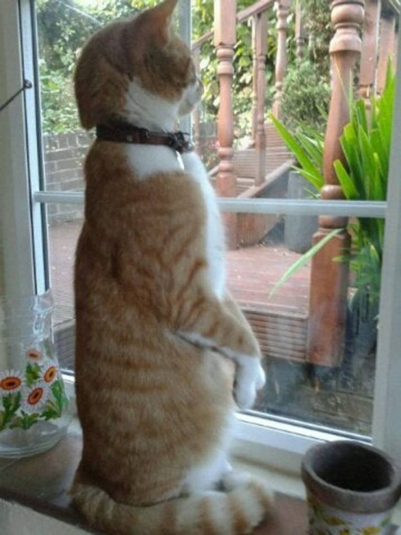 9 Photos of Cats That Prove We'll Never Understand Them