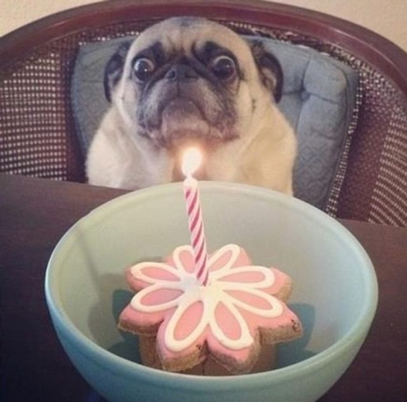 9 reacciones de perros que te harán aullar de risa 9 reacciones de perros que te harán aullar de risa