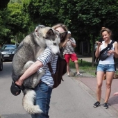 9 reacciones de perros que te harán aullar de risa