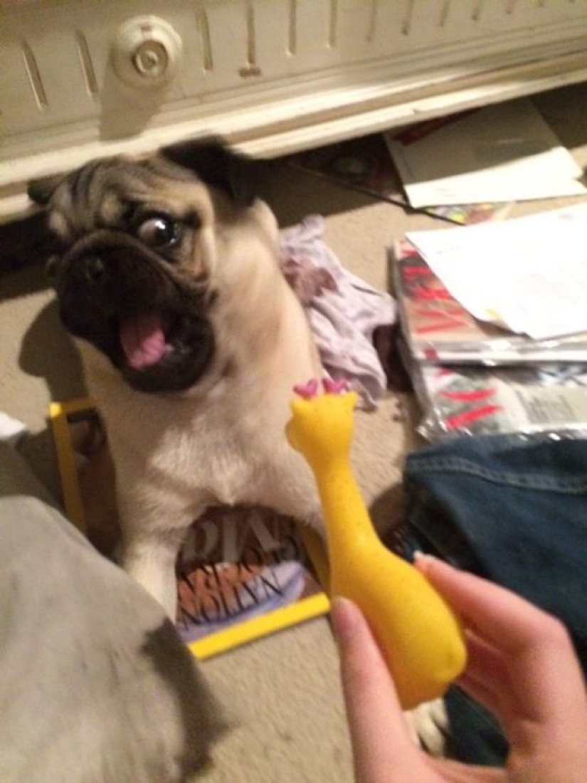 9 reacciones de perros que te harán aullar de risa 9 reacciones de perros que te harán aullar de risa