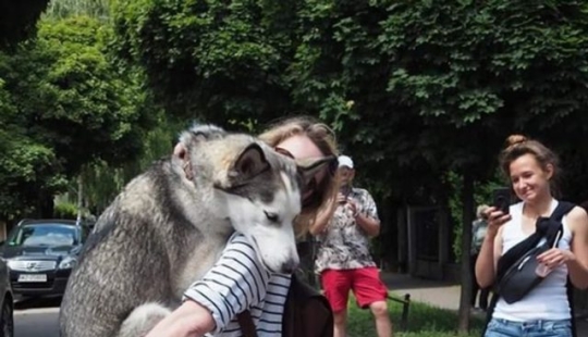 9 reacciones de perros que te harán aullar de risa 9 reacciones de perros que te harán aullar de risa