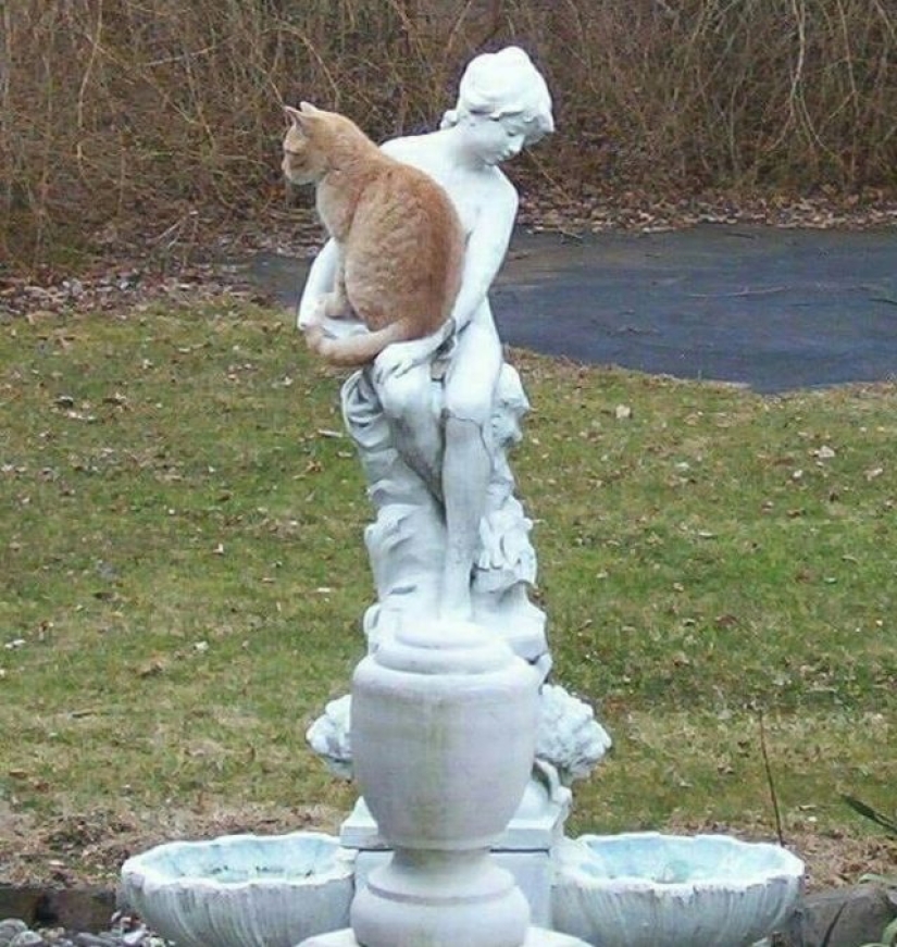 9 Relaxed Cats That Will Feel At Home Anywhere 9 Relaxed Cats That Will Feel At Home Anywhere