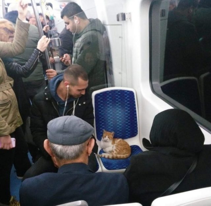 9 Relaxed Cats That Will Feel At Home Anywhere 9 Relaxed Cats That Will Feel At Home Anywhere