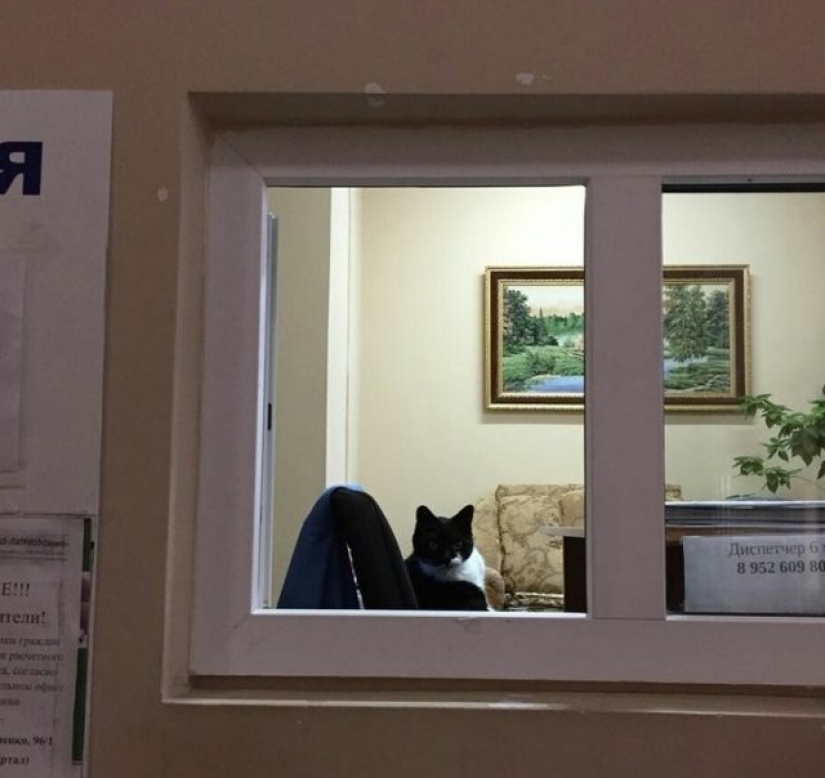 9 Relaxed Cats That Will Feel At Home Anywhere 9 Relaxed Cats That Will Feel At Home Anywhere