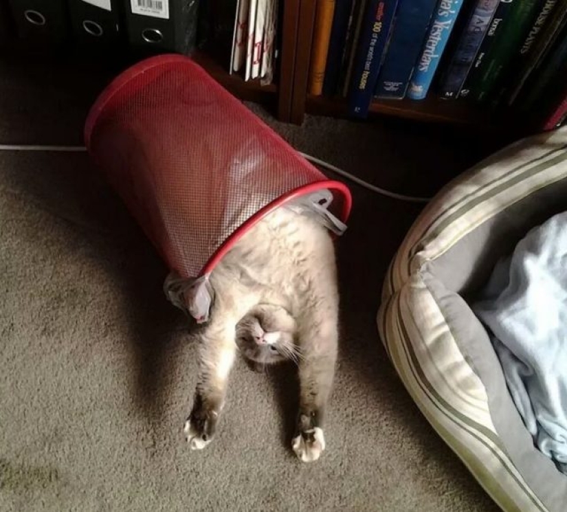 9 Relaxed Cats That Will Feel At Home Anywhere 9 Relaxed Cats That Will Feel At Home Anywhere