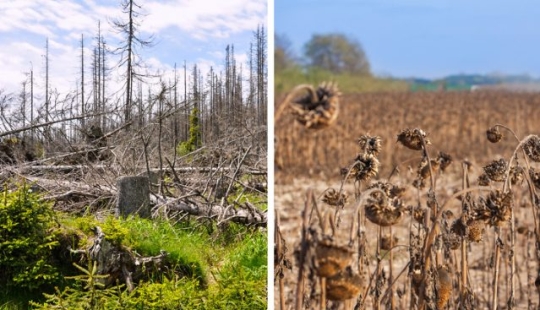 9 things that will happen to our planet if the Amazon rainforest burns down completely