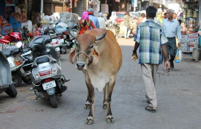 9 things you can't see anywhere else but India