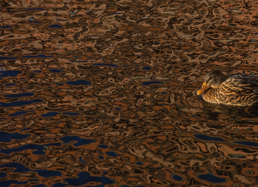 A bird is about to fly out: the best bird photos of 2017 have been selected A bird is about to fly out: the best bird photos of 2017 have been selected