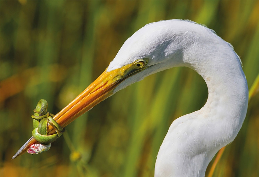 A bird is about to fly out: the best bird photos of 2017 have been selected A bird is about to fly out: the best bird photos of 2017 have been selected