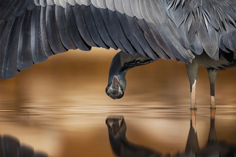 A bird is about to fly out: the best bird photos of 2017 have been selected A bird is about to fly out: the best bird photos of 2017 have been selected