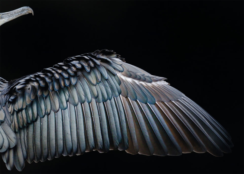 A bird is about to fly out: the best bird photos of 2017 have been selected A bird is about to fly out: the best bird photos of 2017 have been selected