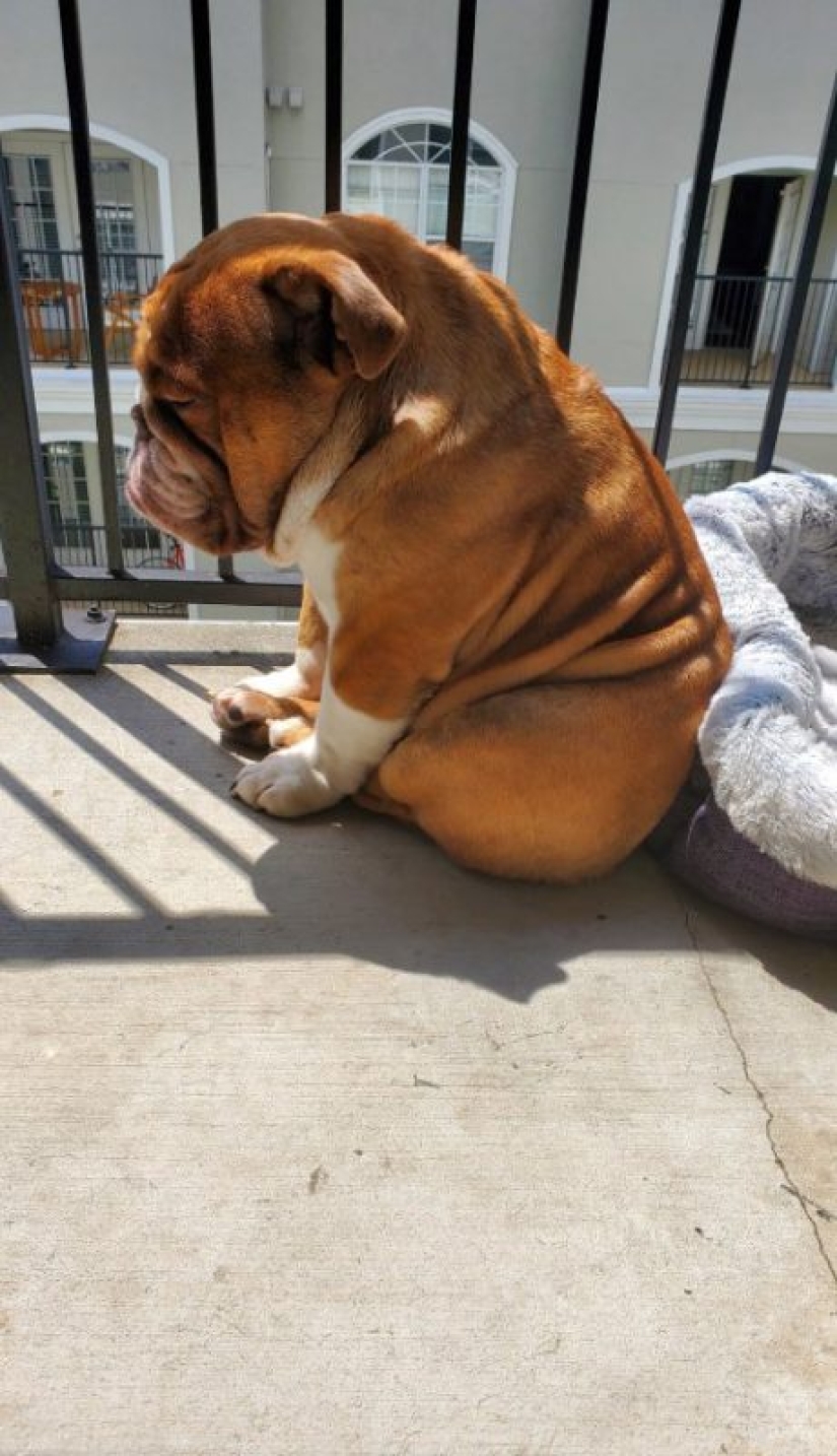 A bulldog named Big Daddy, sad because of quarantine, has become a new network meme